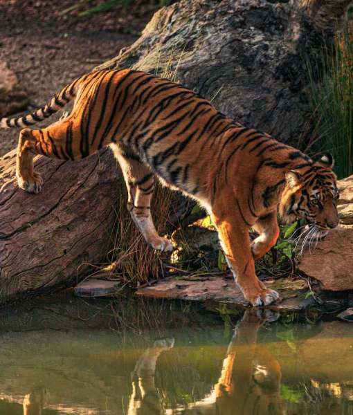 Travel to Mundanthurai Tiger Reserve with us