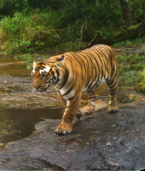 Travel to Anaimalai Tiger Reserve with us