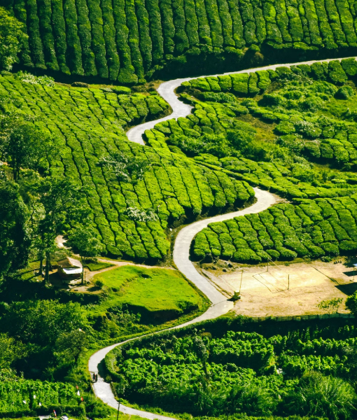 Travel to Munnar with us